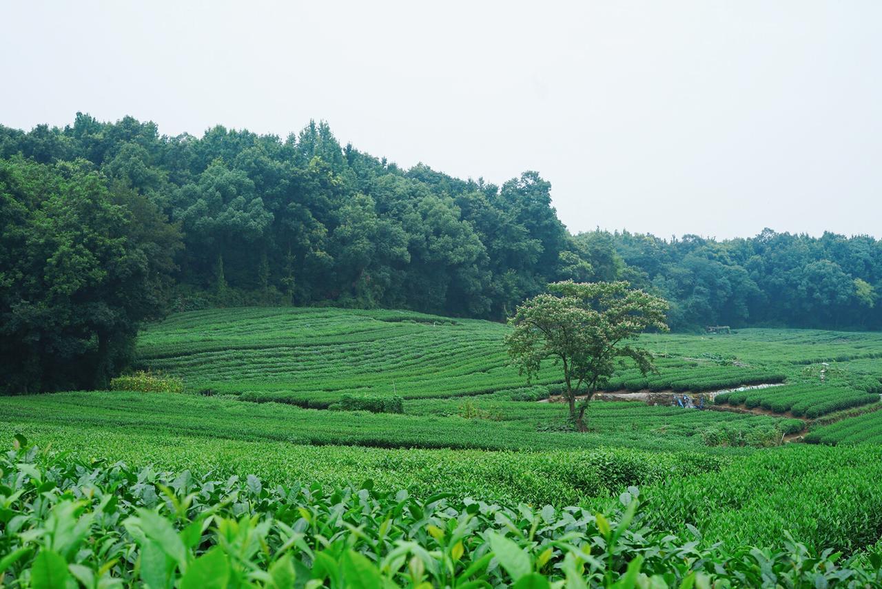 Hotel The Mountain Hangzhou Zewnętrze zdjęcie